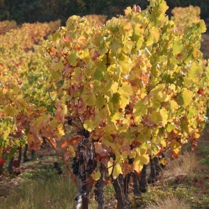 « Moi, je suis la vigne, et vous, les sarments. Celui qui demeure en moi et en qui je demeure, celui-là porte beaucoup de fruit »