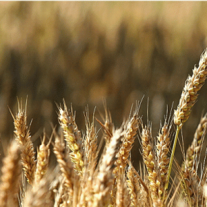 Amen, amen, je vous le dis : si le grain de blé tombé en terre ne meurt pas, il reste seul ; mais s'il meurt, il porte beaucoup de fruit.